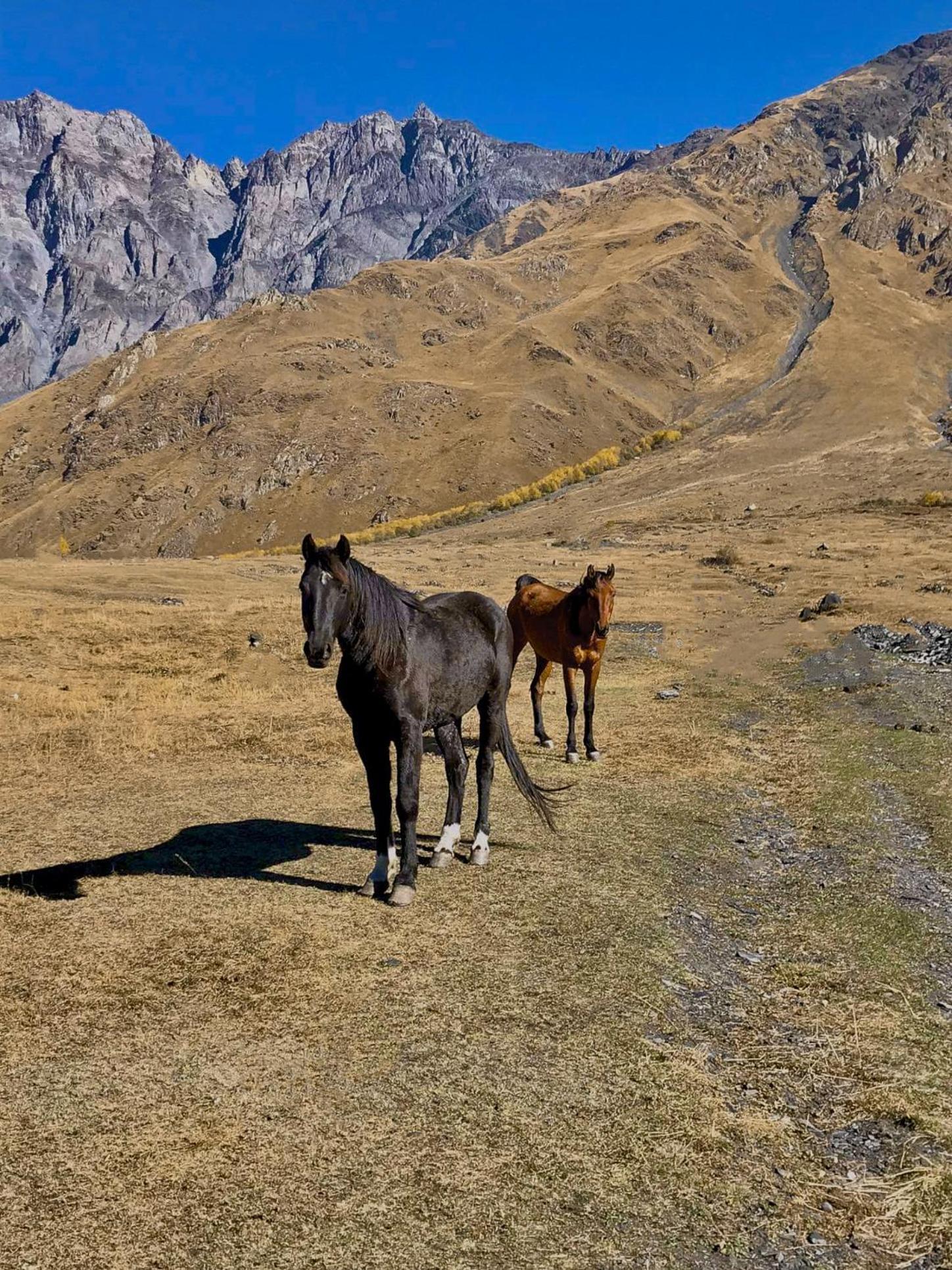 Kazbegi Inn Cottages Εξωτερικό φωτογραφία
